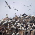 Northern gannets, Rouzic Island off the coast of Perros-Guirec, in Brittany, France